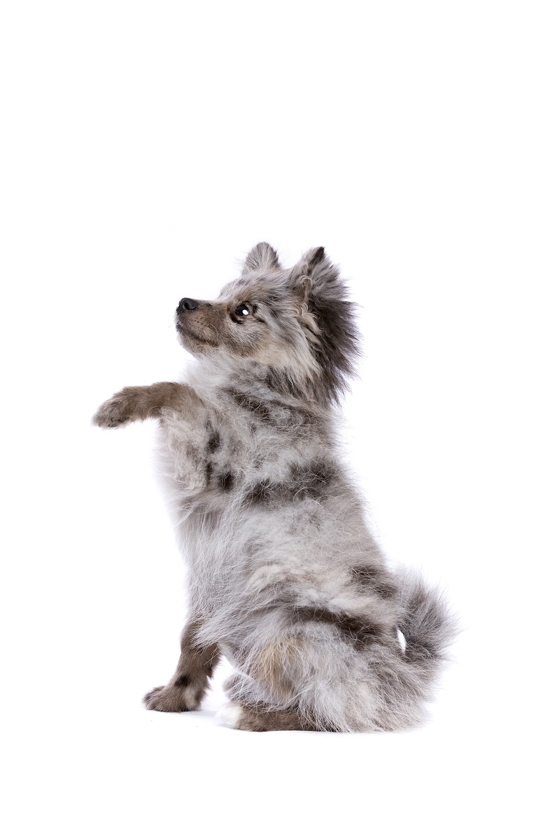 pomsky dog sitting in front of white background