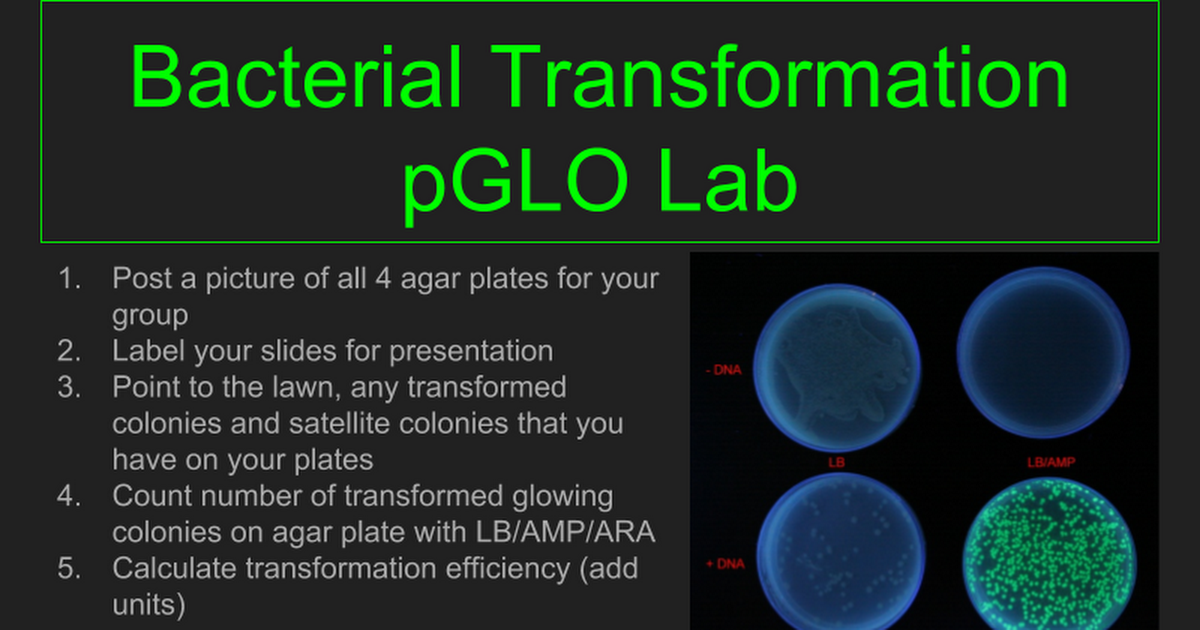 pglo experiment lab report