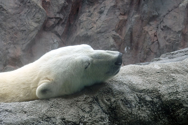 旭山動物園必見③：ほっきょくぐま館