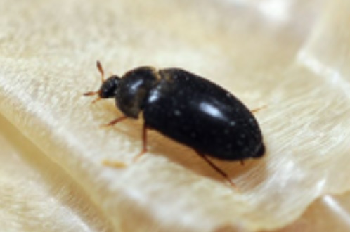 ヒメカツオブシムシを幼虫から駆除して大量発生を防ごう 事前にできる対策や駆除の方法 ハピラフマガジン