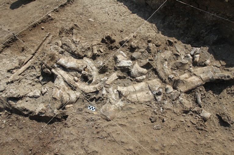 Partially excavated bones and associated artefacts.