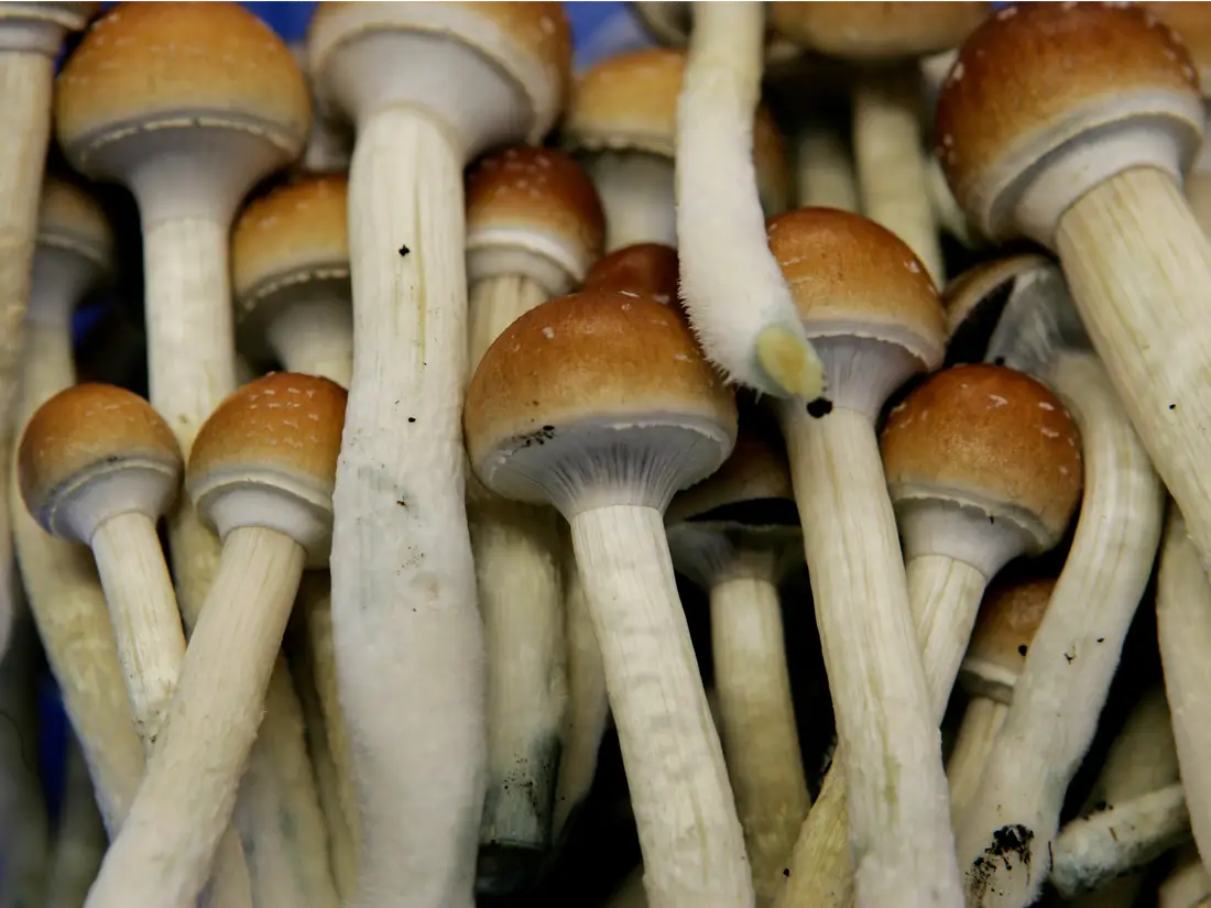 Los-psicodélicos-LSD-drogas-hongos-