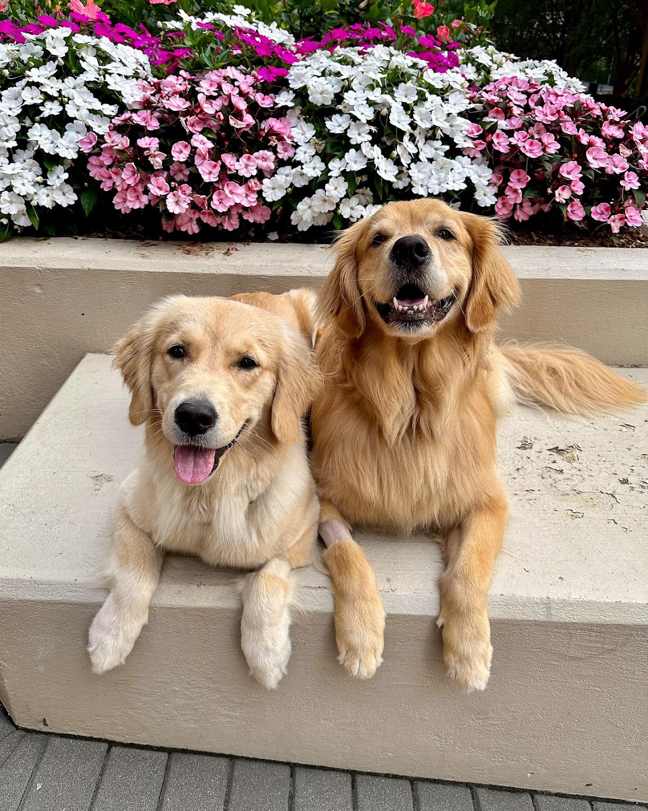 Dog That Has Almost 10 Million Followers On Instagram - Ellie & Emma the Golden Retrievers