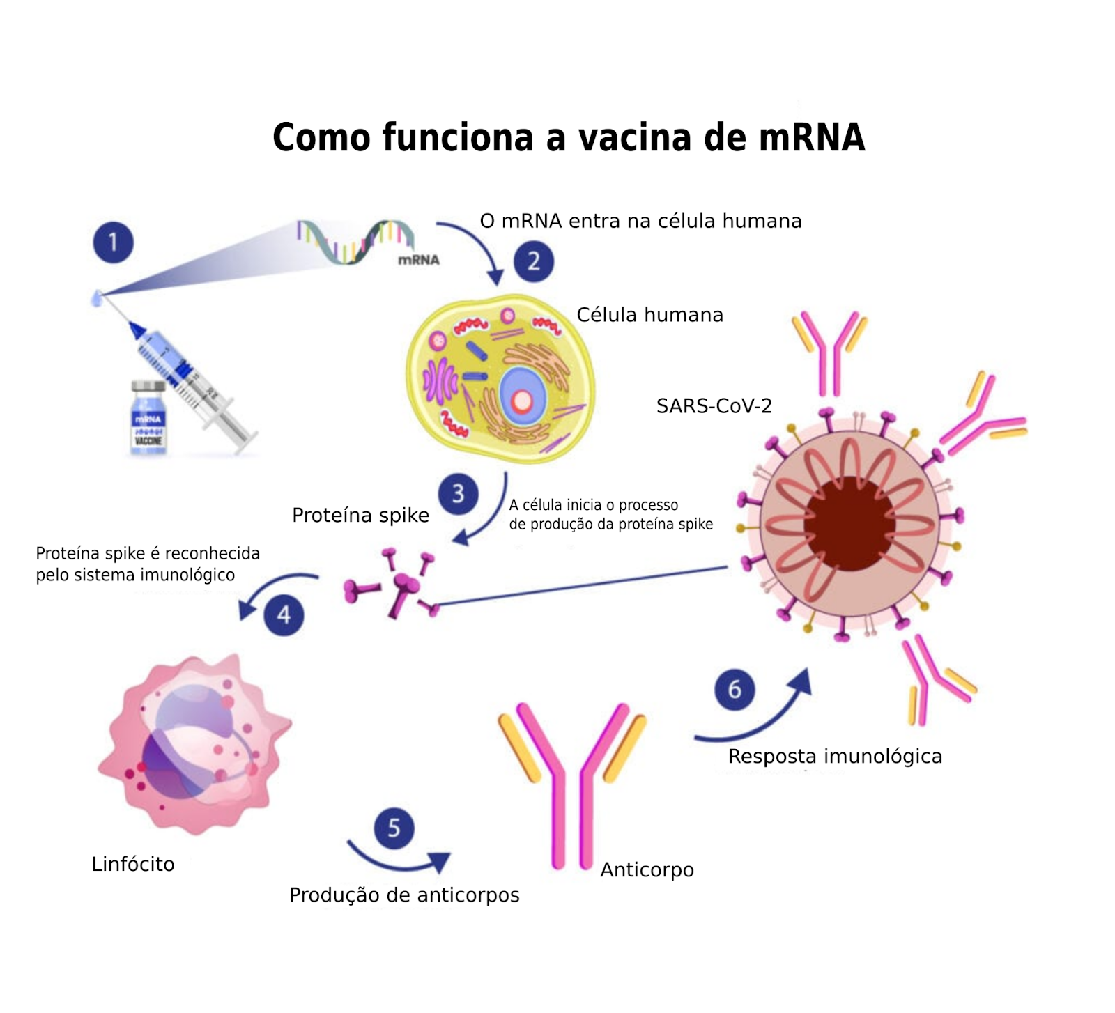 Mecanismo de funcionamento da vacina de RNA mensageiro no organismo humano