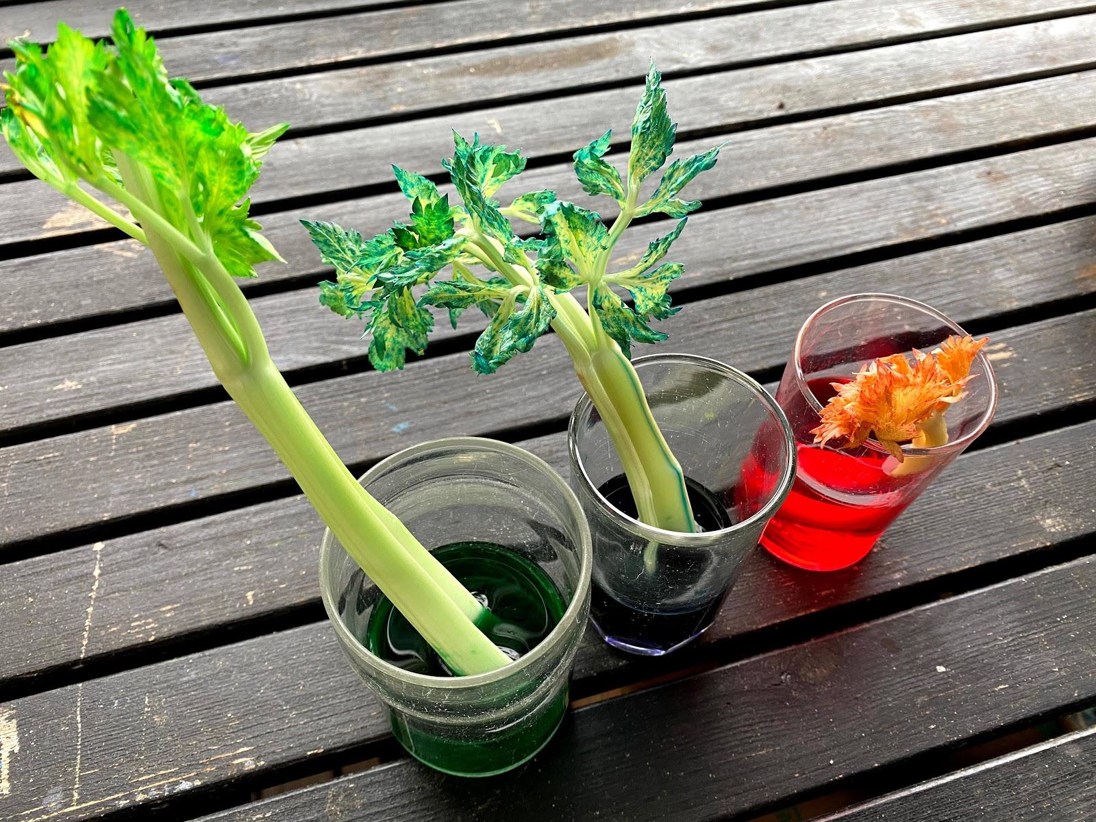 Three cups of water dyed with food coloring each containing celery stalks with food coloring stained leaves. 