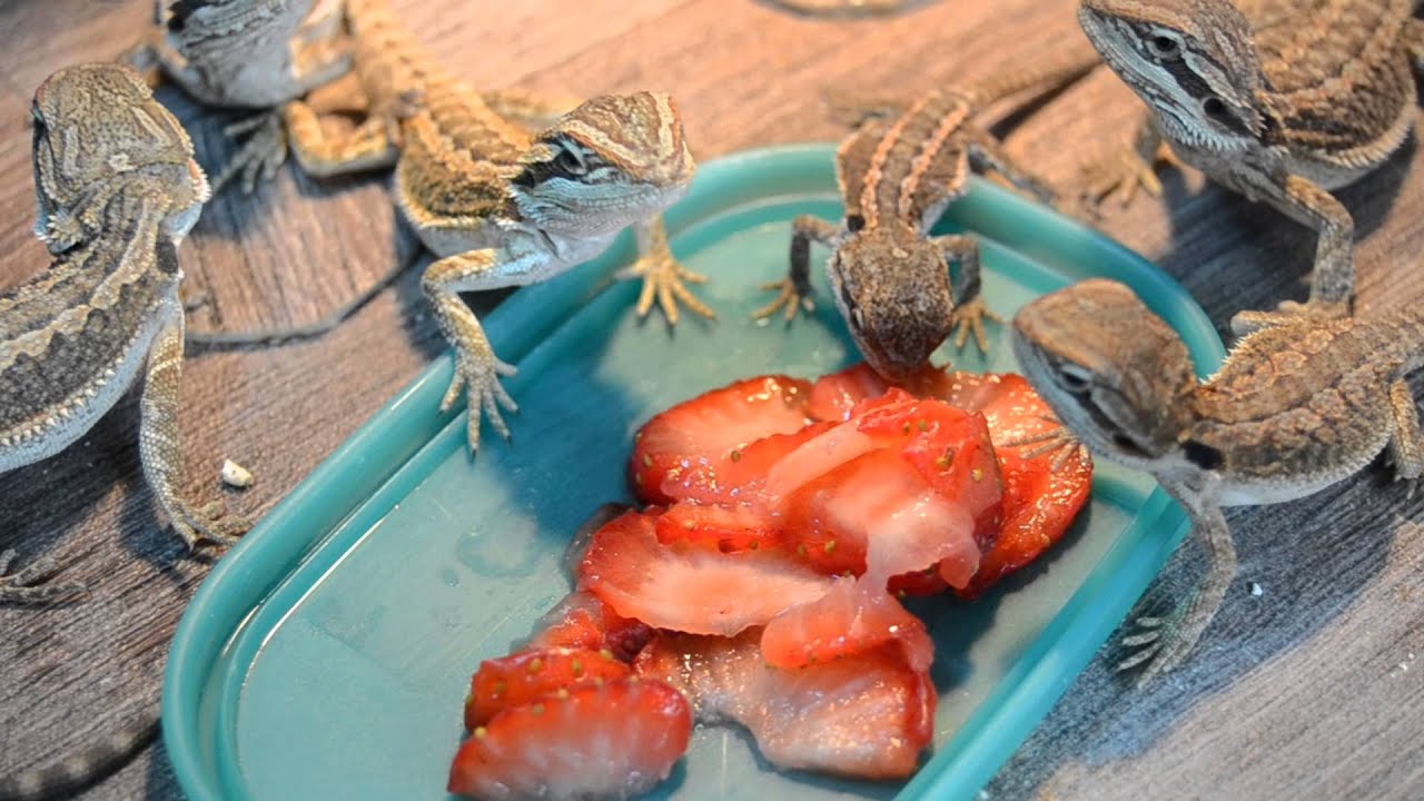 Bearded Dragons