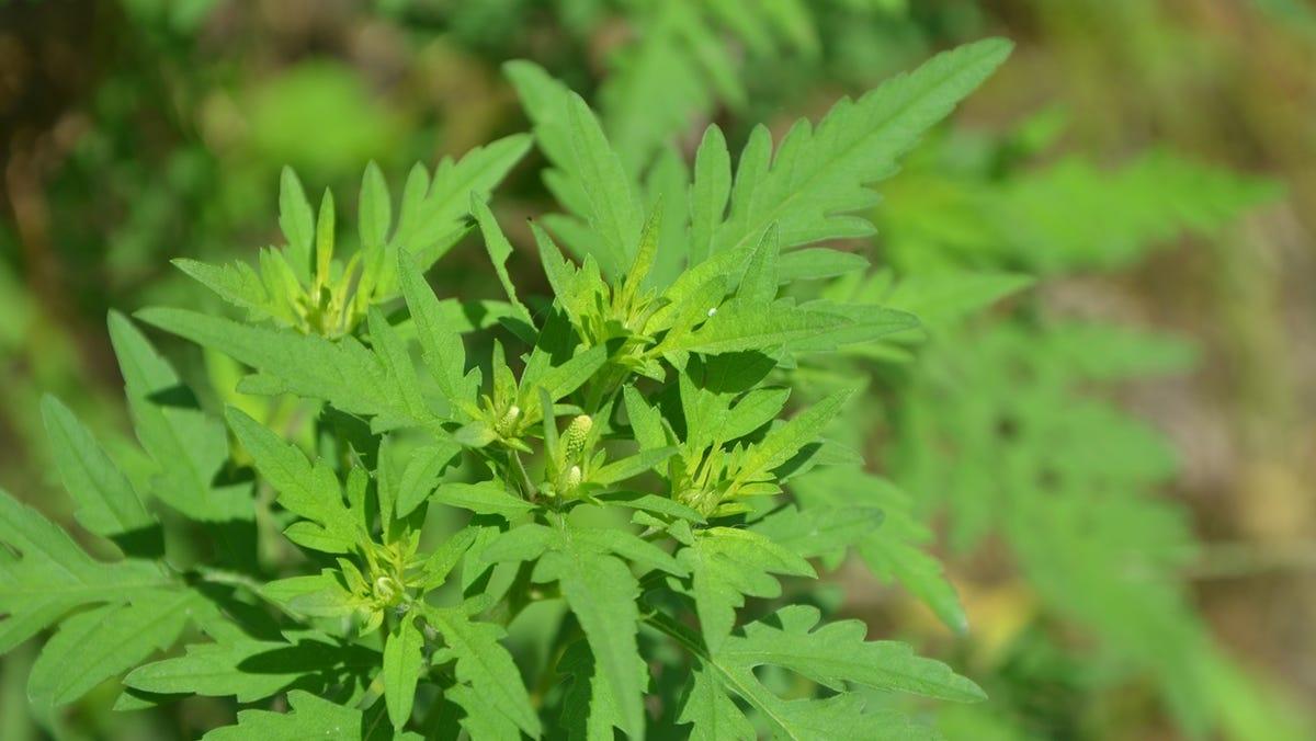 Inconspicuous ragweed spreads fall allergy misery
