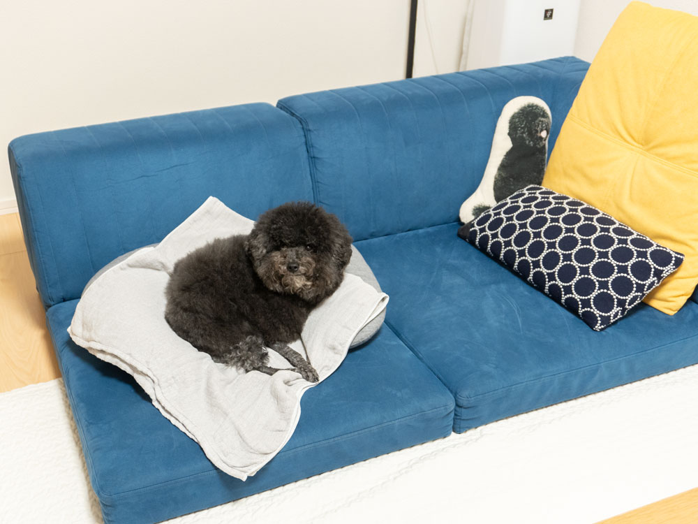 座る人編 ソファのサイズの選び方 愛犬との暮らしに｜ローソファ専門店HAREM