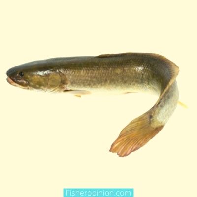 Is bowfin good to eat