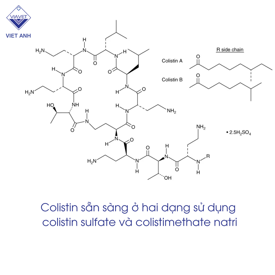 Colistin sulfate là gì? 