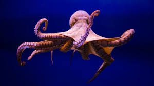 Image result for octopus