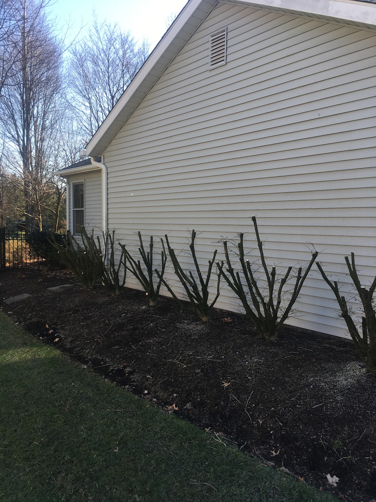 Pruning-shrubs-around-home