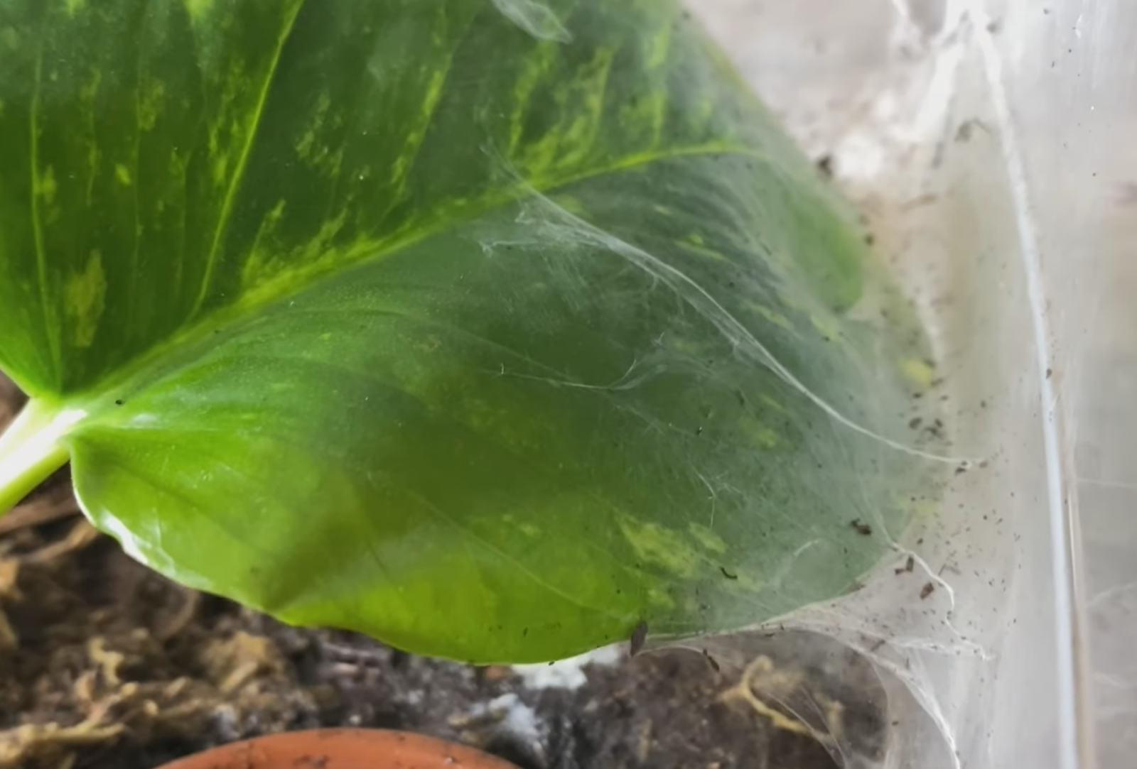 Spider web on a leaf