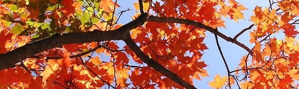 A tree with orange leaves

Description automatically generated with low confidence
