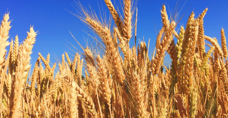 What Is Wheat?
