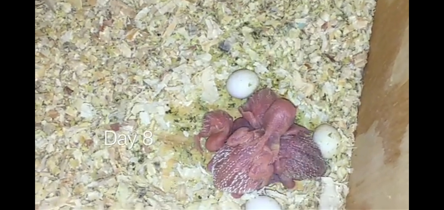 Baby Budgies