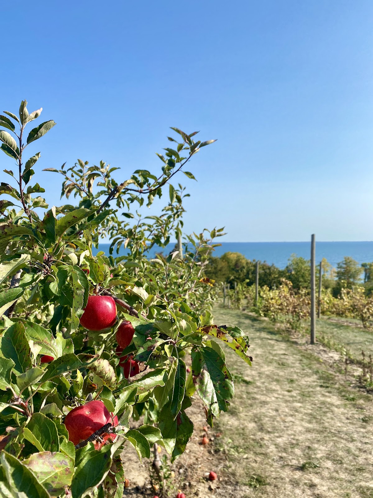 county cider company