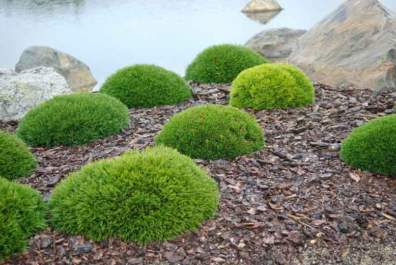 Dwarf Mugo Pine (Pinus mugo var. pumilio)