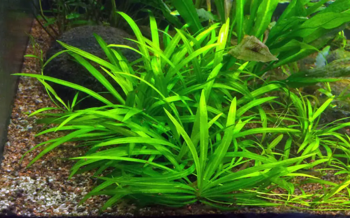 Pygmy Chain Sword - types of aquarium plants