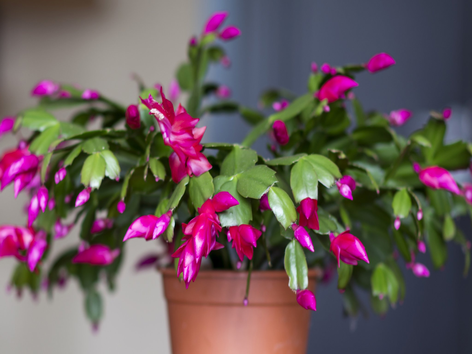best-house-plants-for-cats-safe-low-maintenance