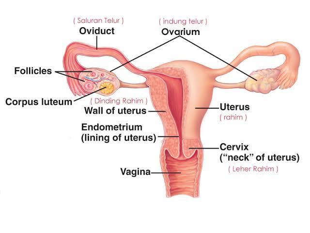Apa yang termasuk organ reproduksi pada pria adalah