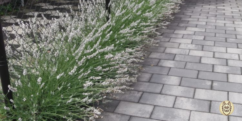 White Lavender growing against a fence