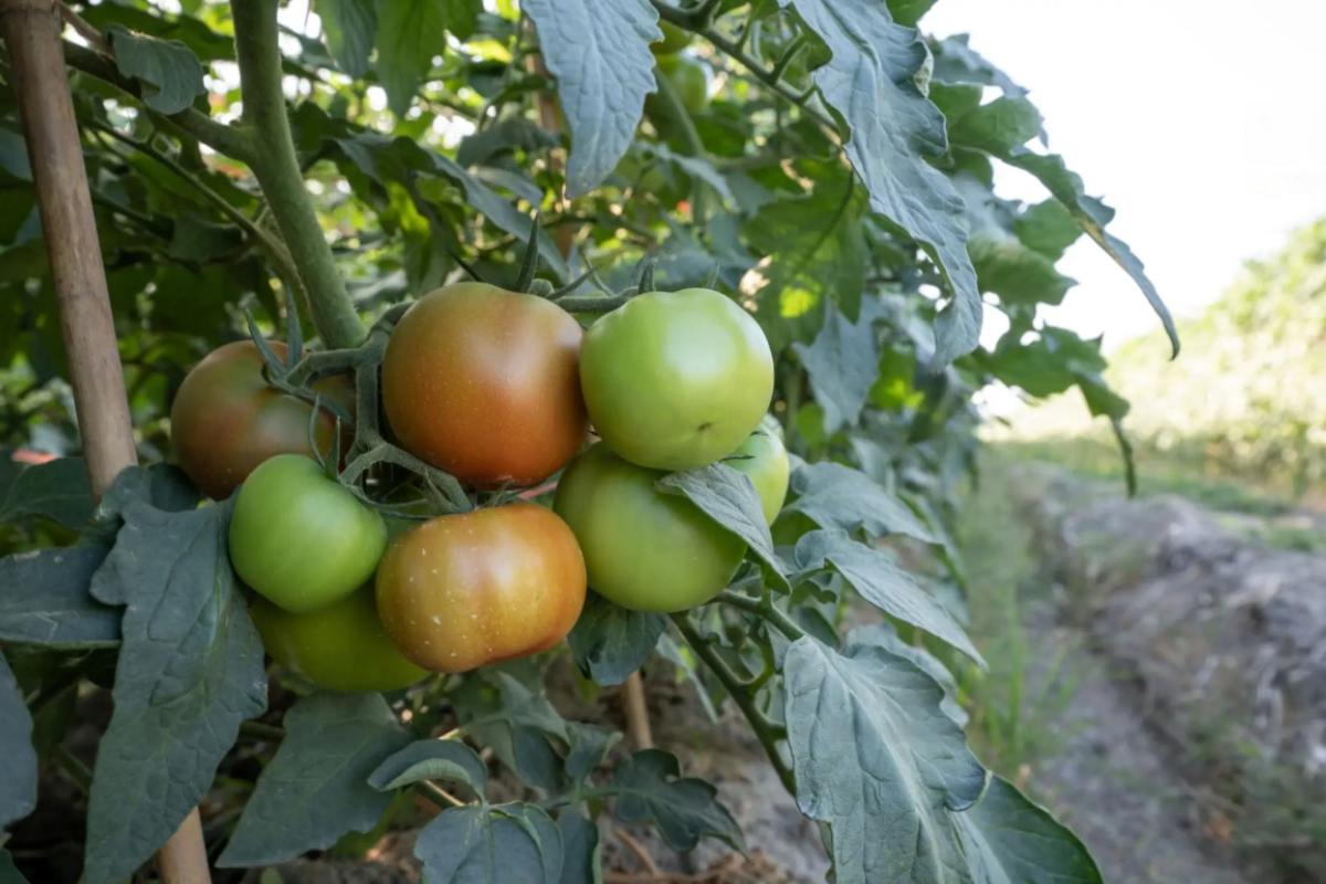 right variety for trailing tomato plants.