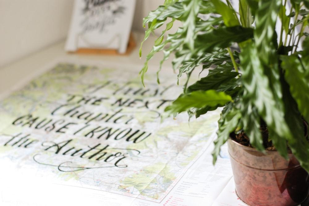 green indoor plant beside printed quote