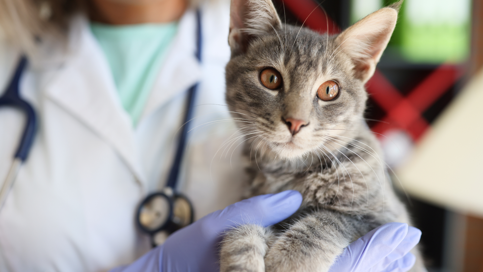 Core vaccines for cats include Feline Panleukopenia (FPV), Feline Herpesvirus (FHV) and Feline Calicivirus (FC), and Rabies.