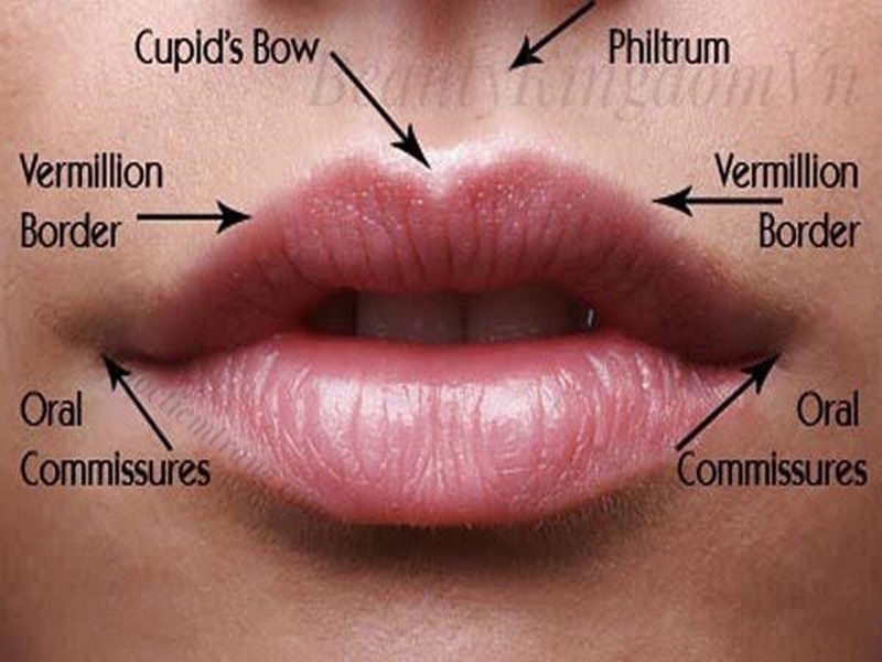 đặc điểm của môi