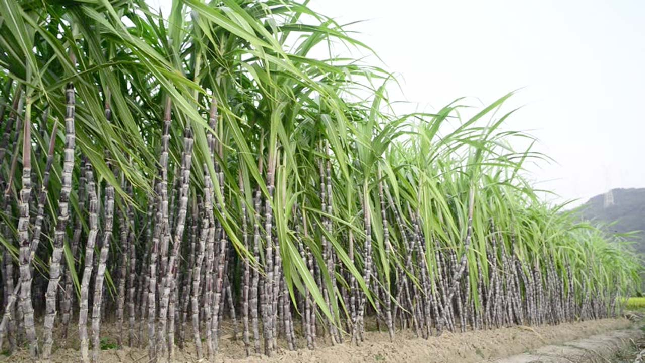 Сахарный тростник в Бразилии. Мексика сахарный тростник. Сахарный тростник ЮАР. Сахарный тростник сахар.