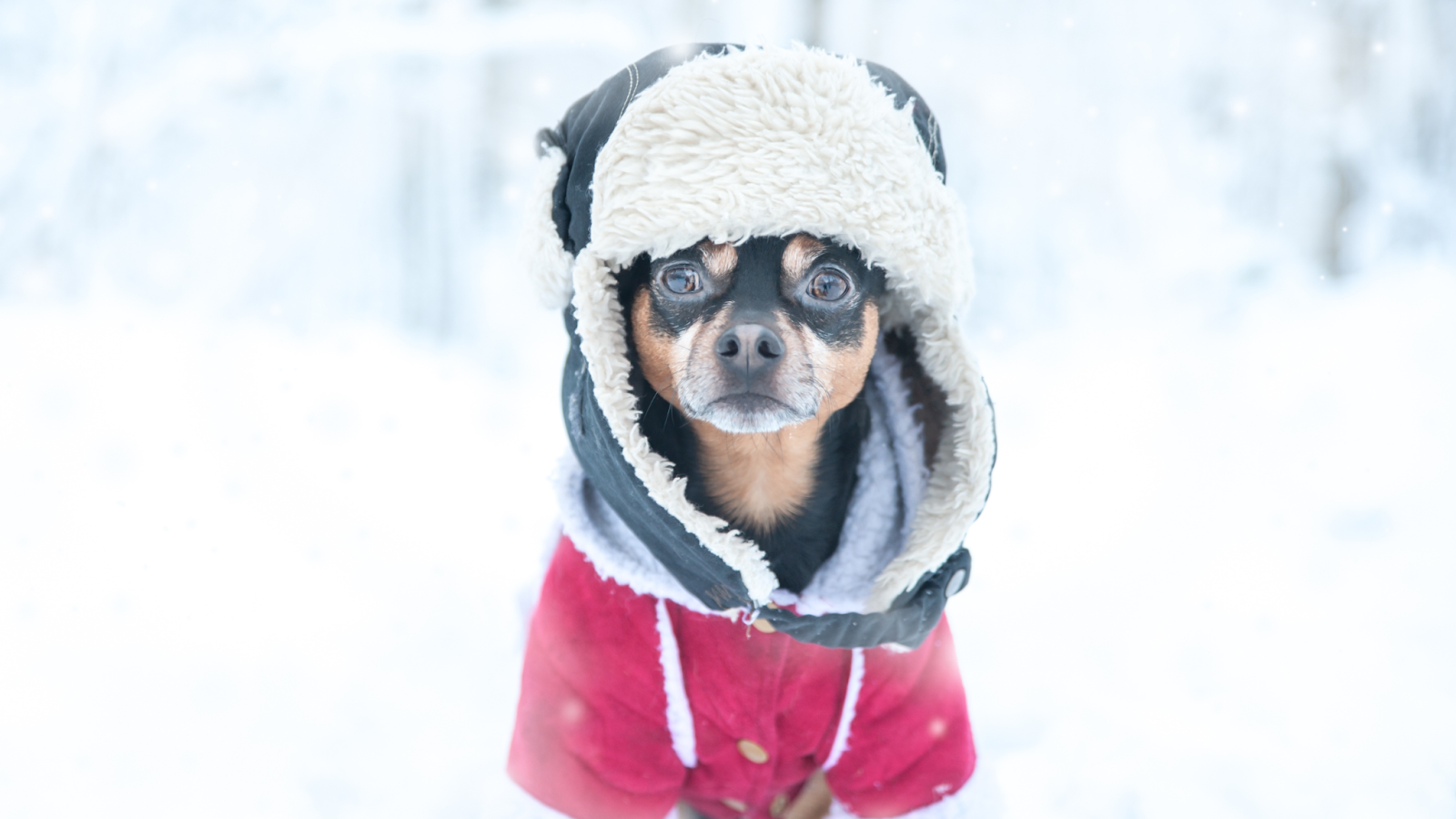 Invest in insulated dog gear to help protect from the cold weather. 