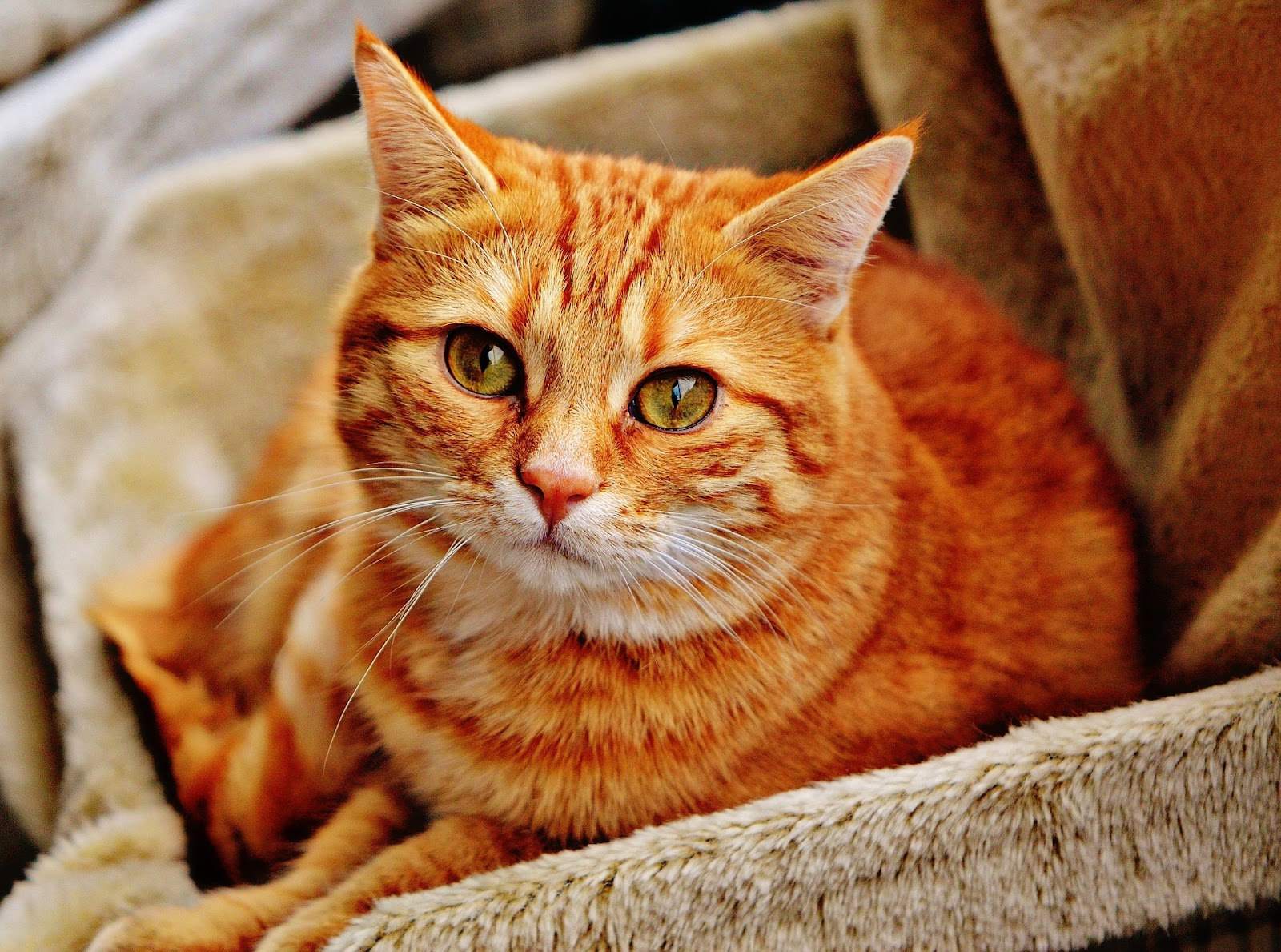 orange cat on fuzzy blanket, mature adult cat