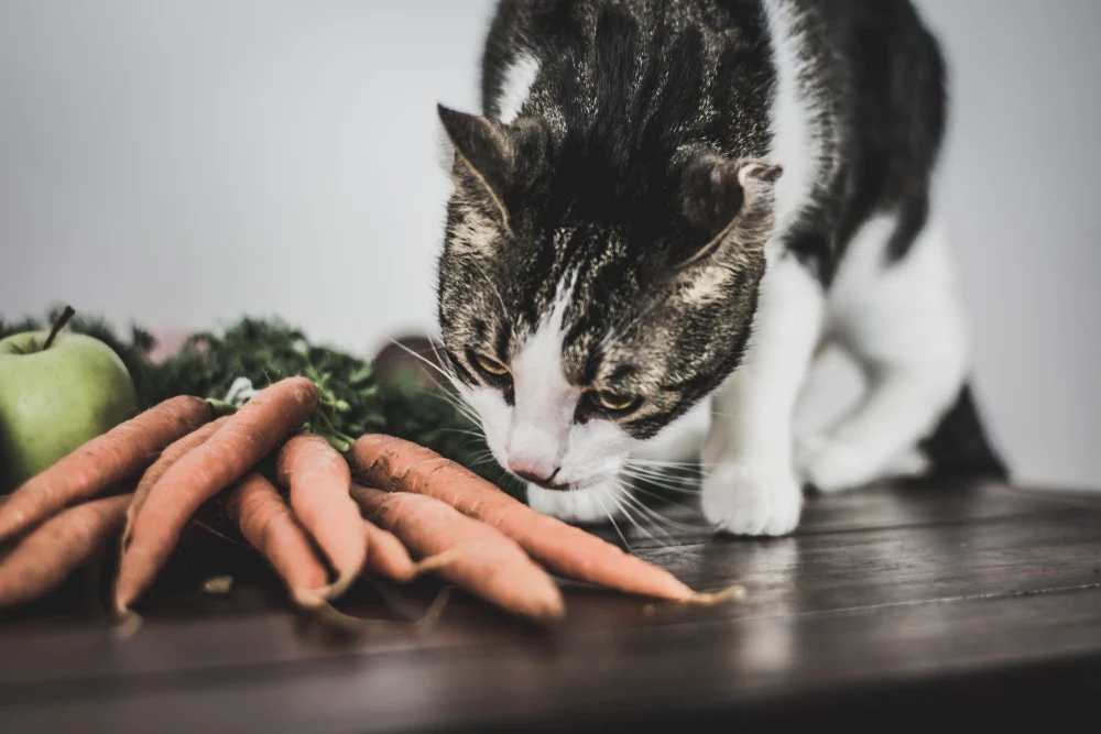 Introducing Carrots to Your Cat's Diet