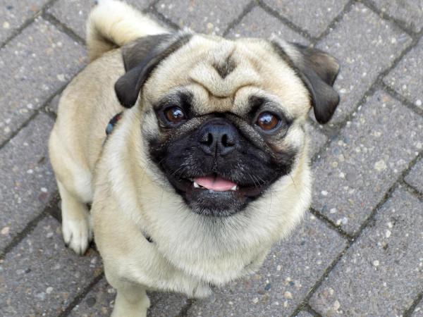 pug