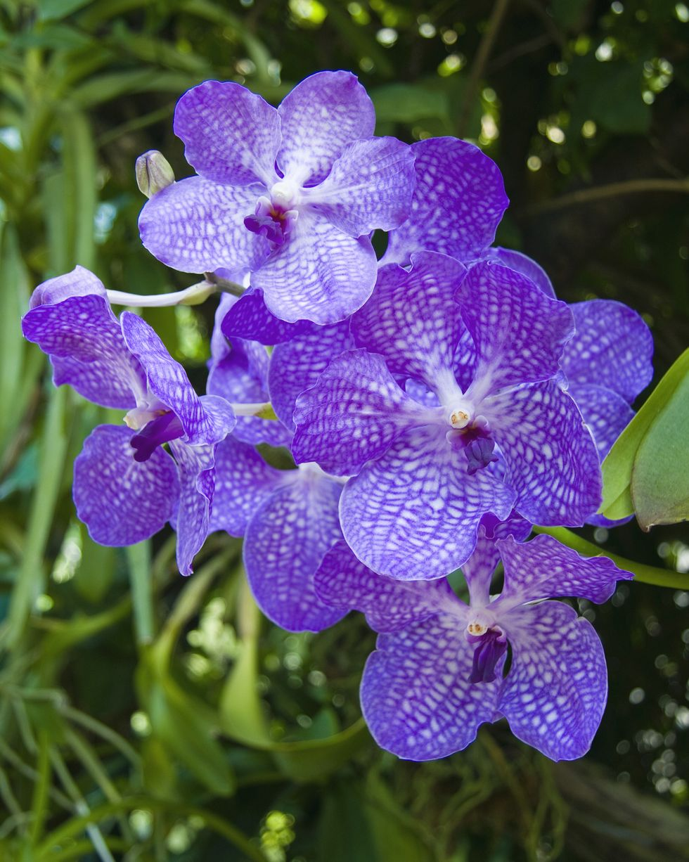 Purple Orchids: Power and Respect
