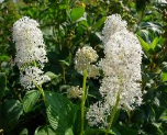 New jersey tea shrub flower