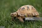 https://www.gettyimages.com/photos/tortoise Image result for photos of trotoies