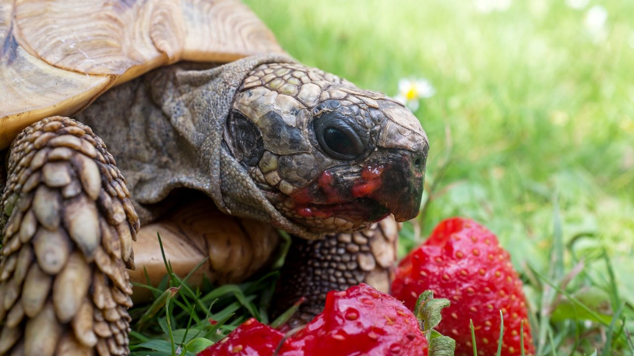 Can Tortoises Eat Strawberries
