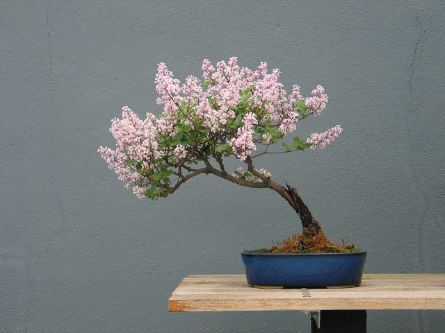 bonsai tree care 7