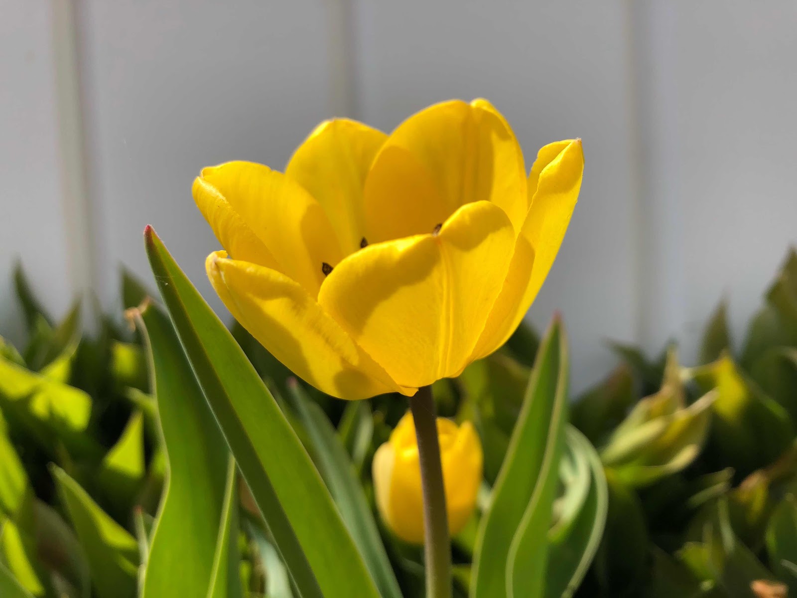 yellow tulips