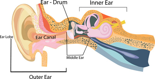 Diagram of the ear structures