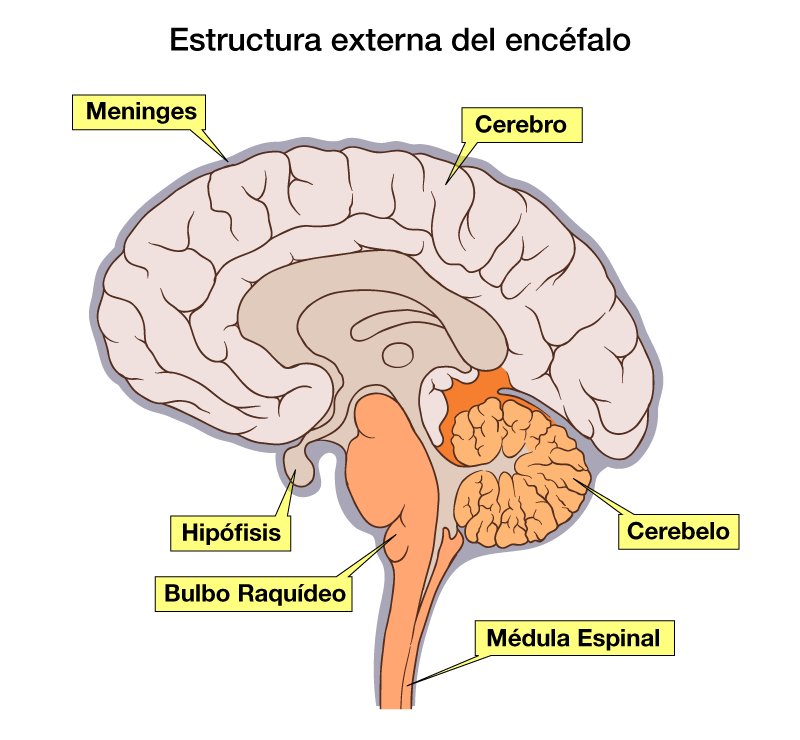 Resultado de imagen de partes del encefalo