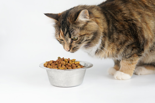 picking-the-right-wet-food-for-diabetic-cats-cat-health