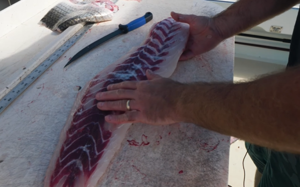 How to Fillet Striped Bass? 
