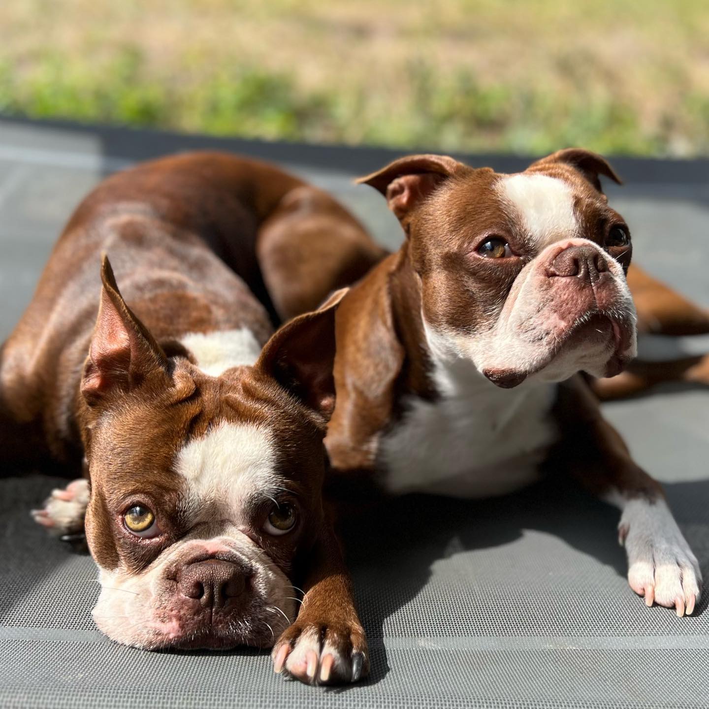 Red Boston Terriers