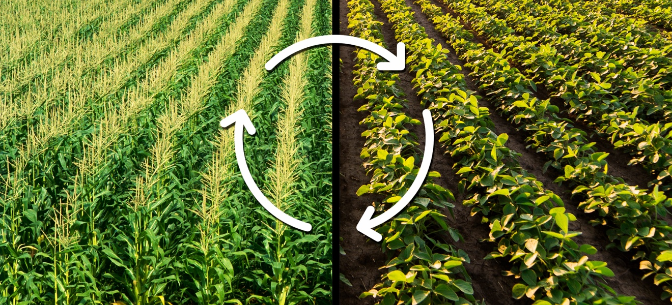 Practice crop rotation.