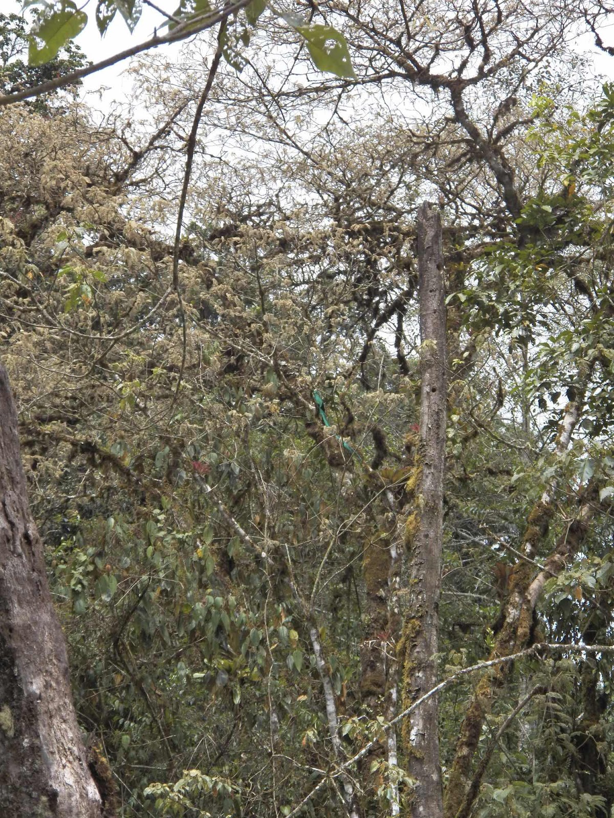 Quetzal, Dantica, Costa Rica