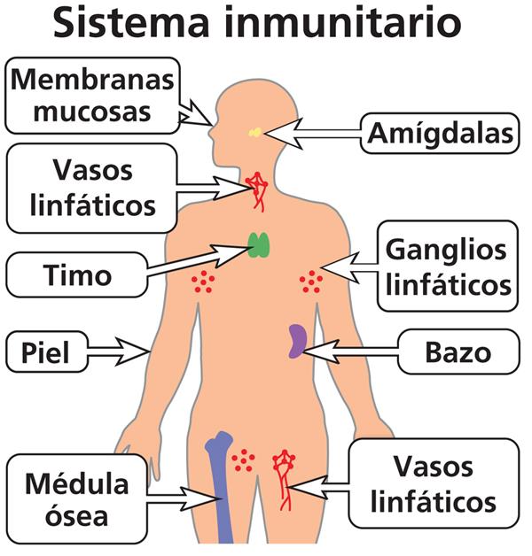 Resultado de imagen de imagen sistema inmunitario humano