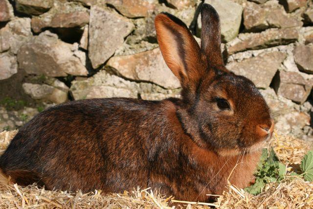 Image result for deilenaar rabbit